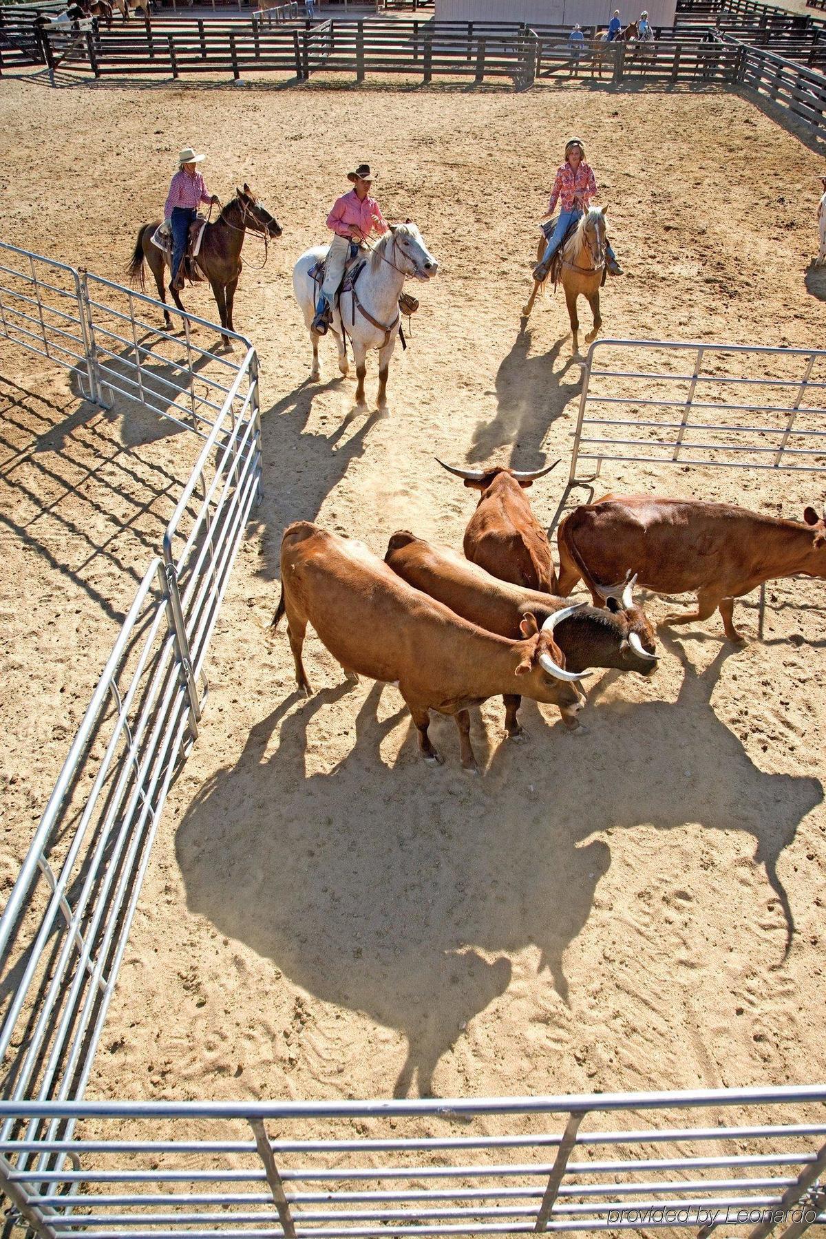 Rancho De Los Caballeros Wickenburg Eksteriør billede